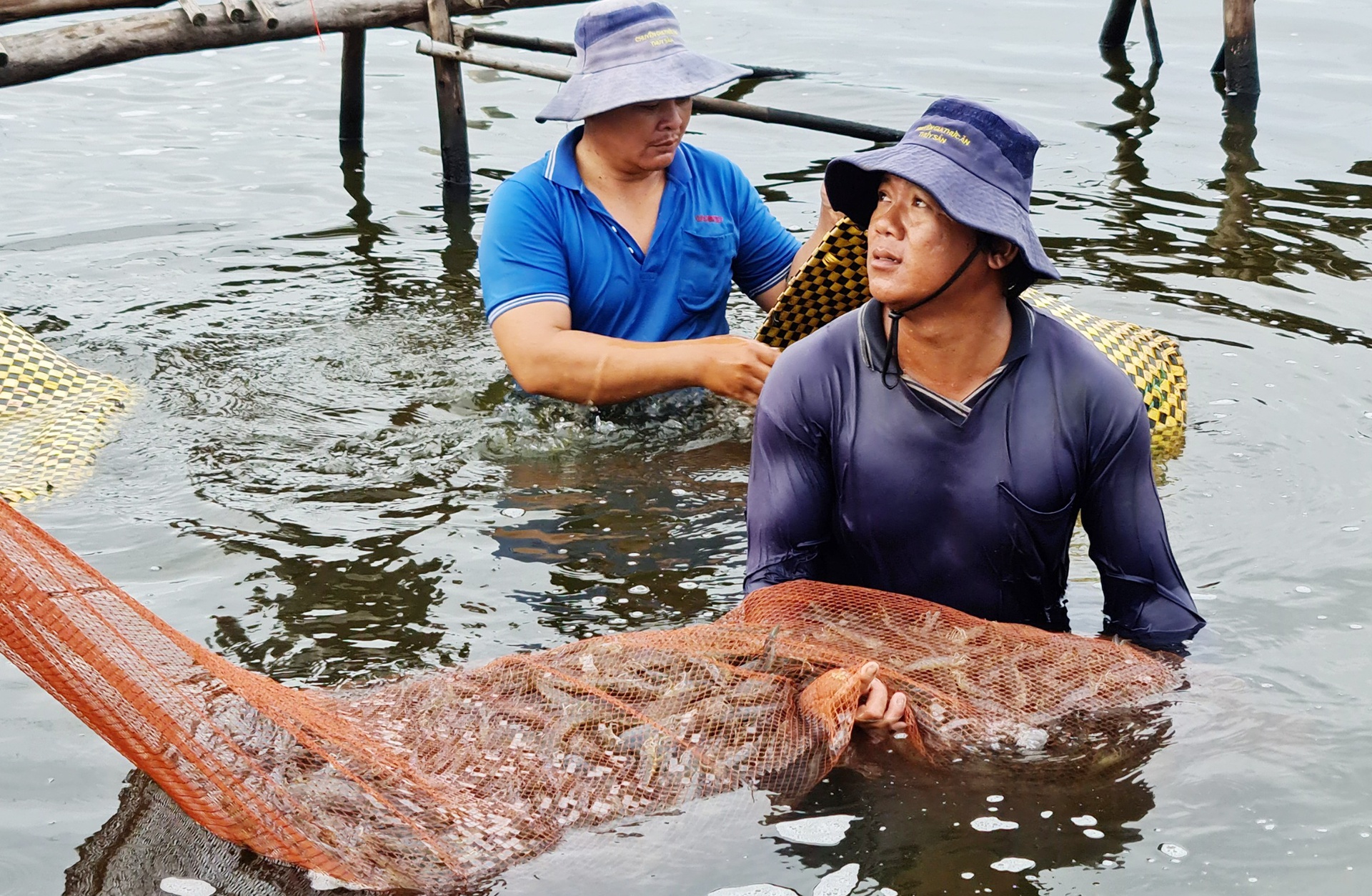 Tôm được giá, doanh nghiệp lo cuối năm gặp khó - Ảnh 1.