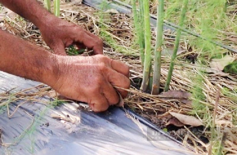 Trồng rau &quot;hoàng đế” háo nước trên vùng khô hạn, tưởng thất sách bất ngờ anh nông dân thu bộn tiền  - Ảnh 2.