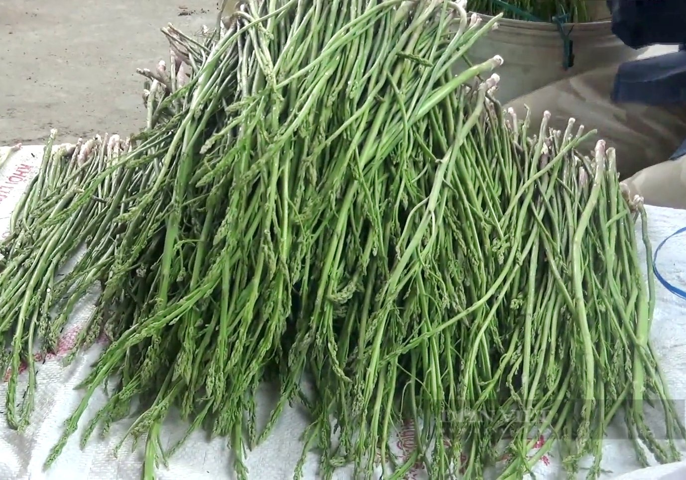Trồng rau &quot;hoàng đế” háo nước trên vùng khô hạn, tưởng thất sách bất ngờ anh nông dân thu bộn tiền  - Ảnh 5.