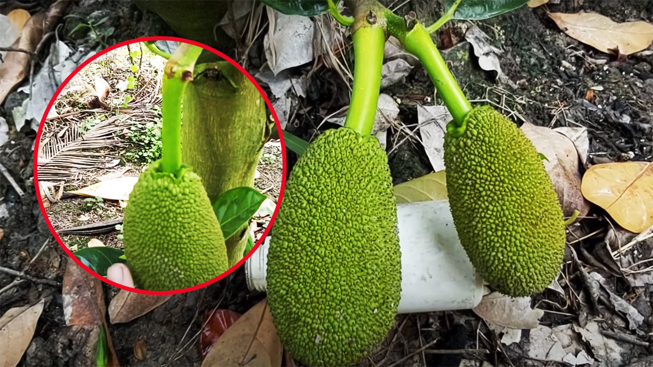 Giá mít Thái hôm nay 3/5: Tiếp tục tăng giá, cuống mít màu xanh là do đâu, có ảnh hưởng gì đến năng suất không? - Ảnh 1.