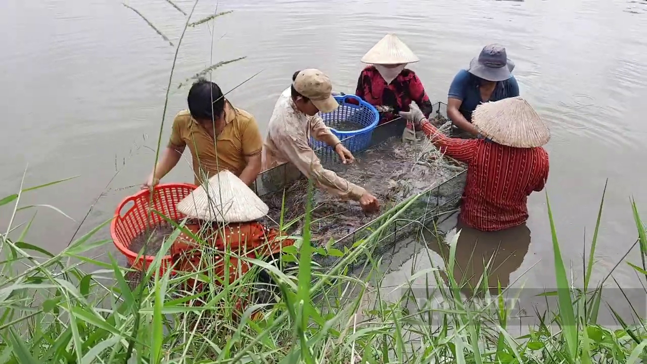 Giá hải sản tăng cao trong những ngày nghỉ lễ - Ảnh 1.