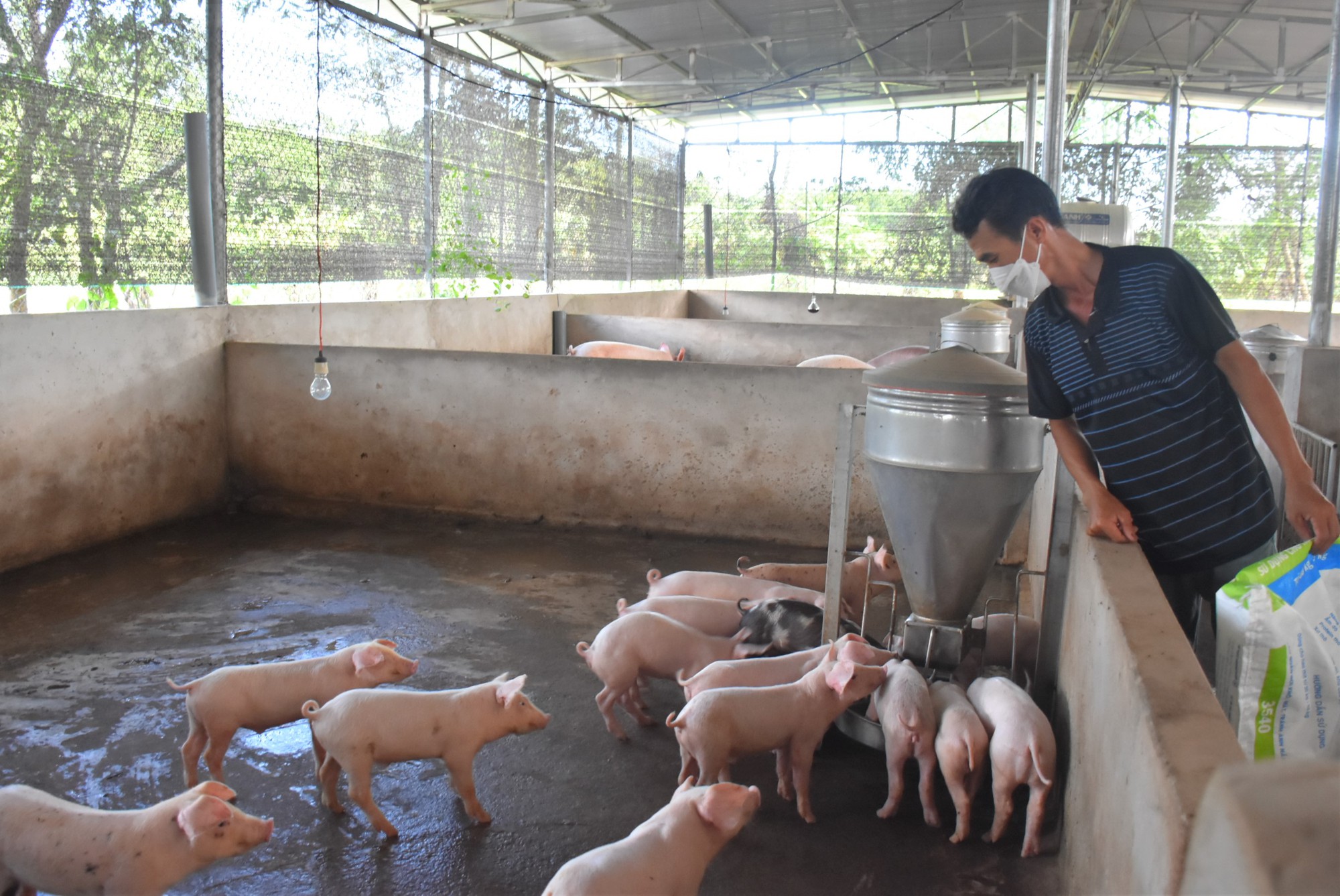 Heo giống ế ẩm chưa từng có, giá cám heo cứ rập rình tăng, nông dân nuôi heo Bà Rịa-Vũng Tàu lo quá - Ảnh 1.