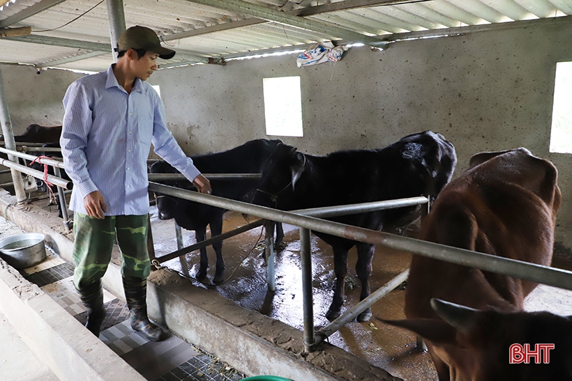 Giá bò hơi giảm sâu, người chăn nuôi Hà Tĩnh đối mặt thua lỗ - Ảnh 1.