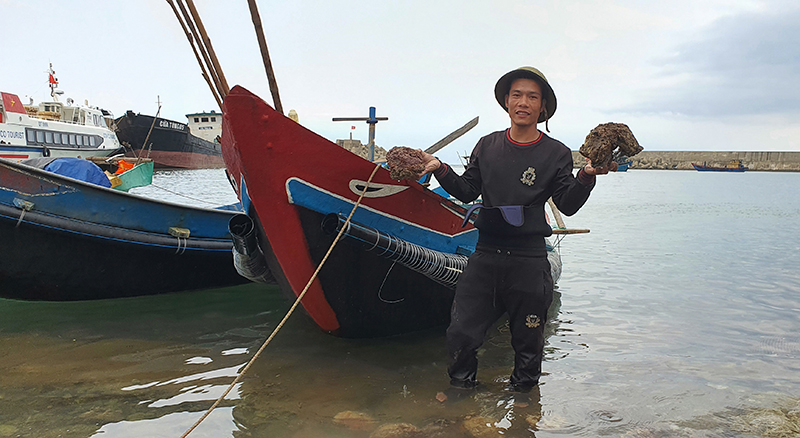 Hàu răng cưa khổng lồ là con gì mà ở đảo Cồn Cỏ của Quảng Trị đang phải gấp rút bảo vệ, bảo tồn? - Ảnh 2.