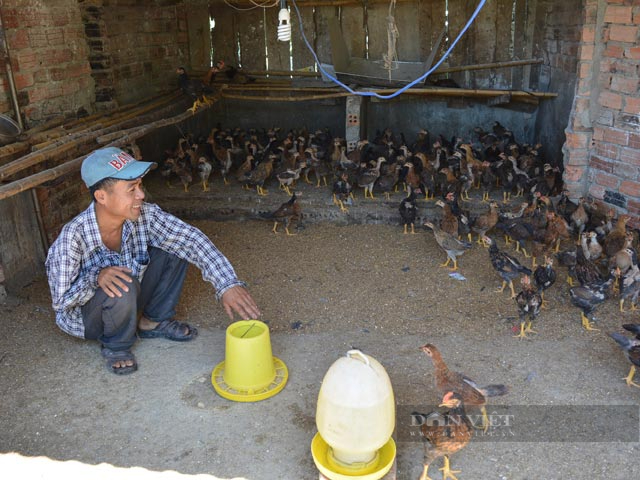 Phát huy lợi thế kinh tế vườn - rừng, Quế Sơn hướng đến huyện nông thôn mới - Ảnh 4.