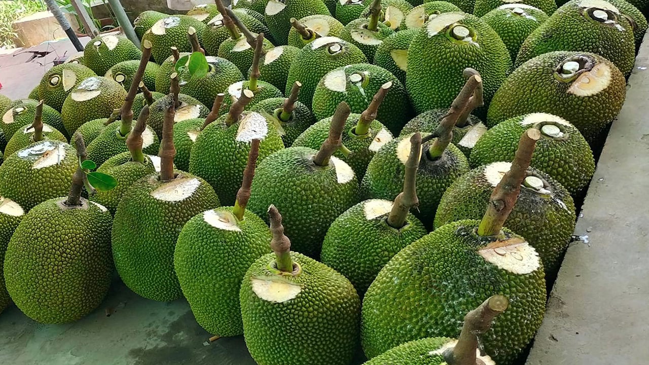 Giá mít Thái hôm nay 4/5: Tại sao thời điểm này, ít bón phân hóa học mà cây mít Thái vẫn tốt? - Ảnh 1.