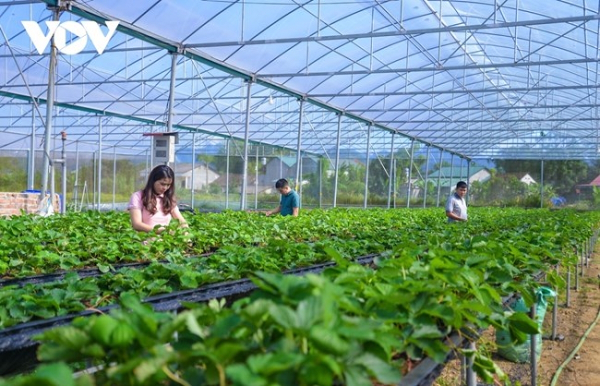 Hợp tác xã nông nghiệp khó tiếp cận nguồn vốn ngân hàng - Ảnh 1.
