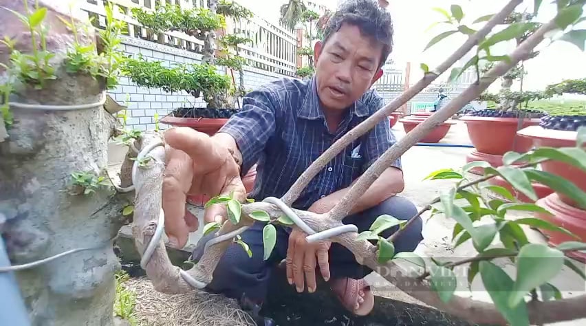 Trồng mai nu “mặt khỉ”, nông dân miệt Gò Công làm giàu ngoạn mục - Ảnh 2.