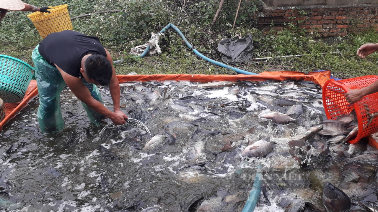 Thái Nguyên: Tận dụng lợi thế để chăn nuôi thuỷ sản nhiều hộ dân có thu nhập kinh tế cao  - Ảnh 1.