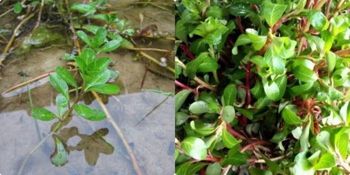 Loại &quot;rau nhà nghèo&quot; tự mọc sum suê, hái phơi khô bán 120.000 đồng/kg - Ảnh 6.