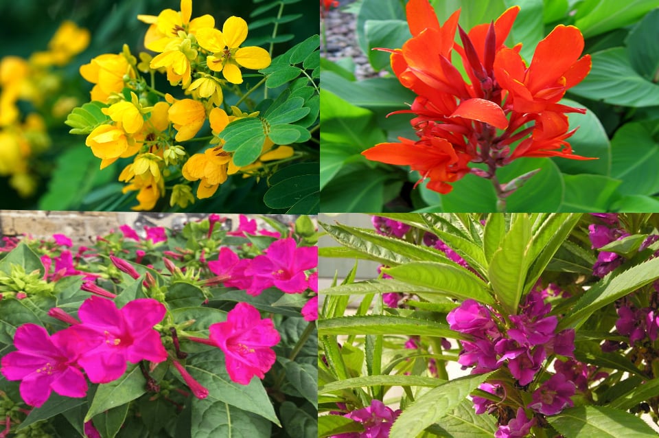 4 cây cảnh phổ biến ở nông thôn xưa, ra hoa lộng lẫy, còn đuổi rắn, chữa bệnh- Ảnh 1.