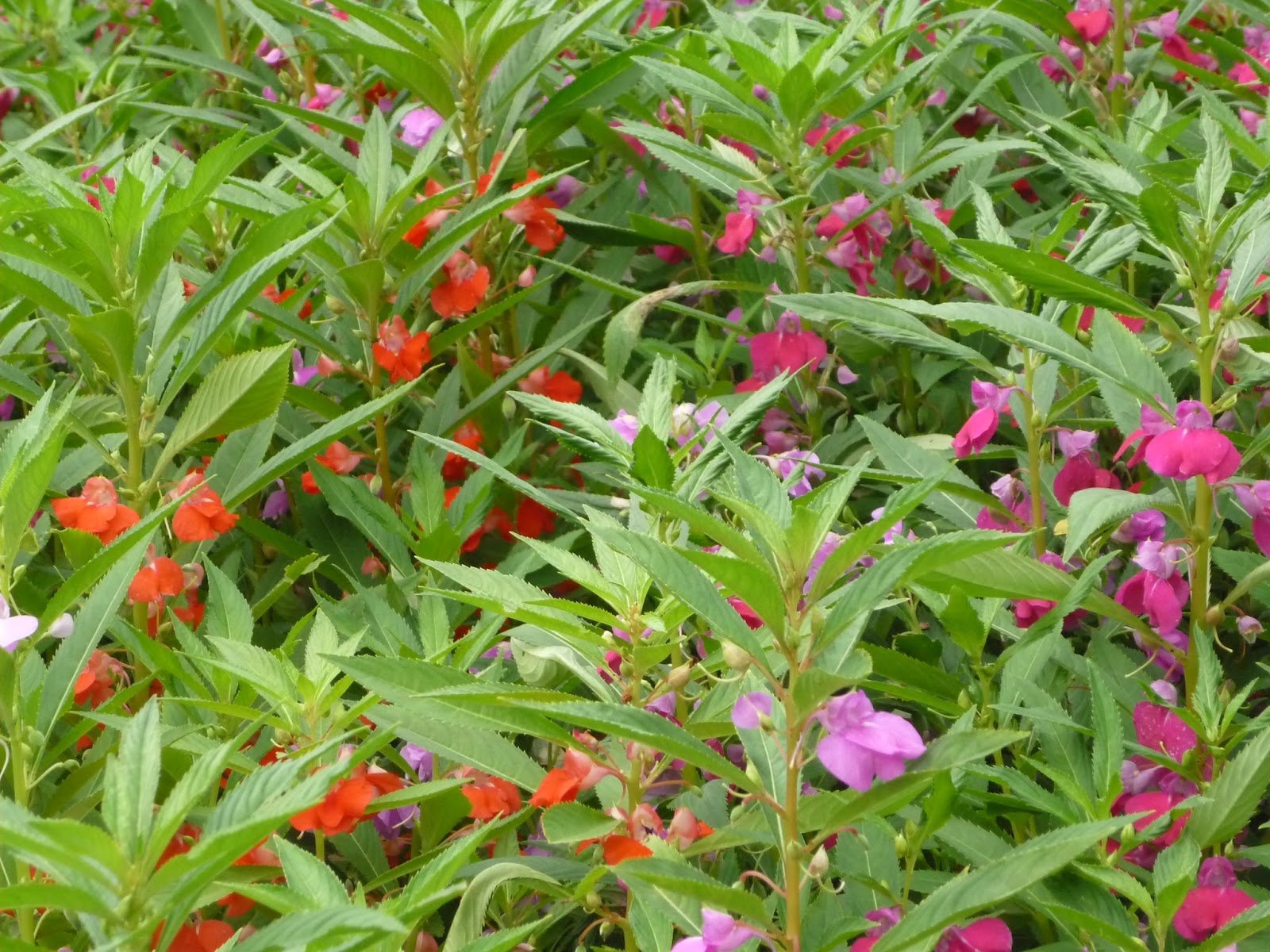 4 cây cảnh phổ biến ở nông thôn xưa, ra hoa lộng lẫy, còn đuổi rắn, chữa bệnh- Ảnh 7.