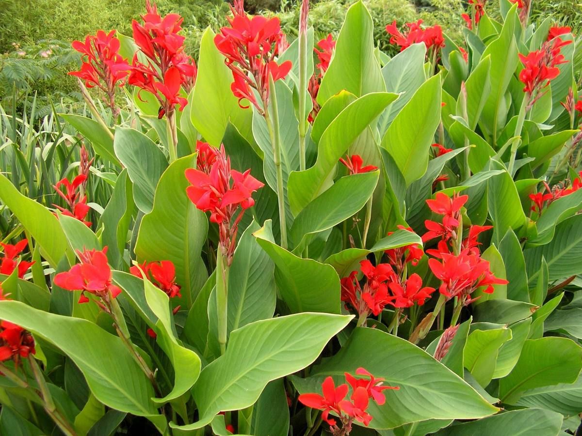 4 cây cảnh phổ biến ở nông thôn xưa, ra hoa lộng lẫy, còn đuổi rắn, chữa bệnh- Ảnh 9.