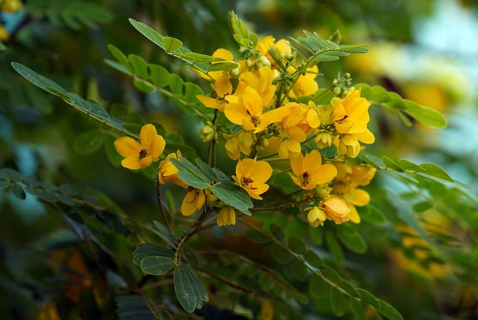 4 cây cảnh phổ biến ở nông thôn xưa, ra hoa lộng lẫy, còn đuổi rắn, chữa bệnh- Ảnh 5.