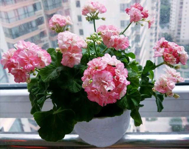 4 loại cây cảnh ưa khô hạn, tưới càng nhiều lá càng vàng, hoa càng rụng: Đặc biệt lưu ý loại số 3 - Ảnh 1.