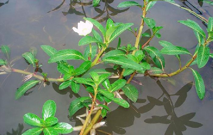 Loại &quot;rau nhà nghèo&quot; tự mọc sum suê, hái phơi khô bán 120.000 đồng/kg - Ảnh 1.