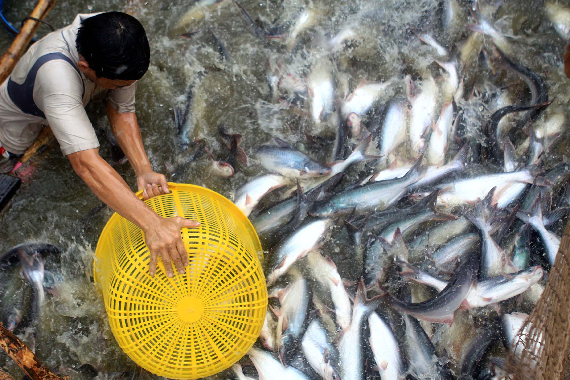 Xuất khẩu nông lâm, thủy sản tăng trưởng tốt, gạo là điểm sáng ở thị trường ASEAN - Ảnh 1.