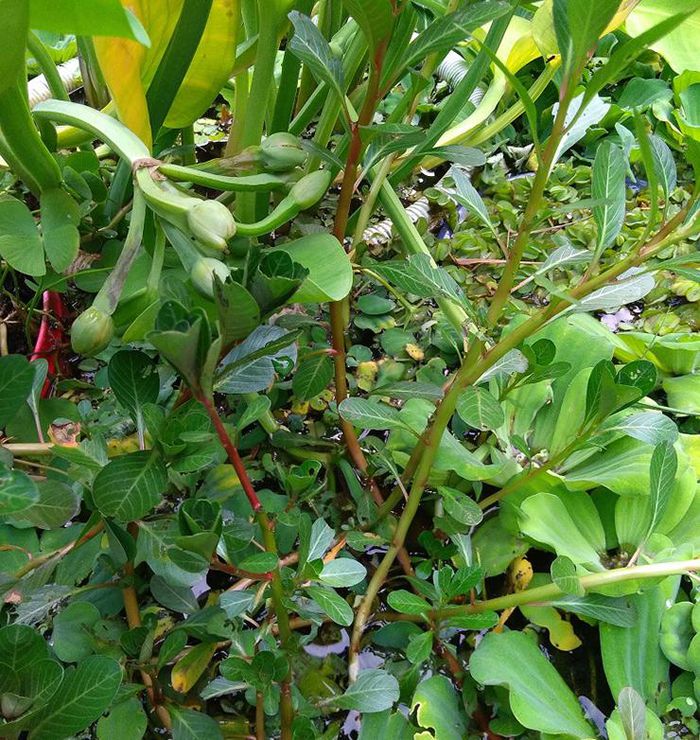 Loại &quot;rau nhà nghèo&quot; tự mọc sum suê, hái phơi khô bán 120.000 đồng/kg - Ảnh 7.