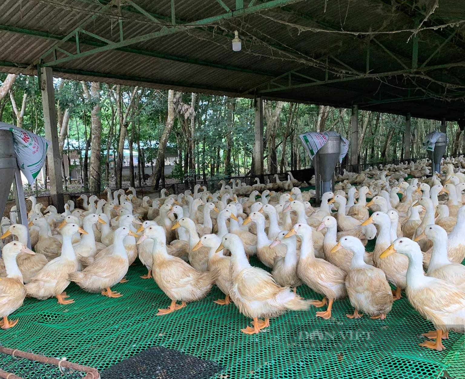 Giá gia cầm hôm nay 5/5: Giá gà công nghiệp bất ngờ tăng cao, vịt thịt mỗi nơi một giá - Ảnh 1.