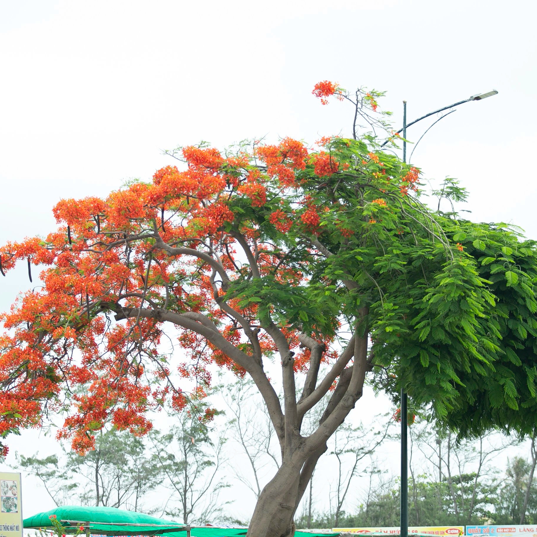 Vũng Tàu: Giới trẻ xếp hàng dài chờ &quot;sống ảo&quot; với cây hoa phượng độc đáo nửa đỏ, nửa xanh - Ảnh 2.