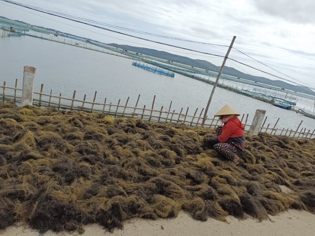 Thứ cây dại đặc sản xuất lộ vô số trong hồ tôm đầm Ô Loan, dân Phú Yên lội vớt có nhà kiếm 1-2 triệu/ngày - Ảnh 1.