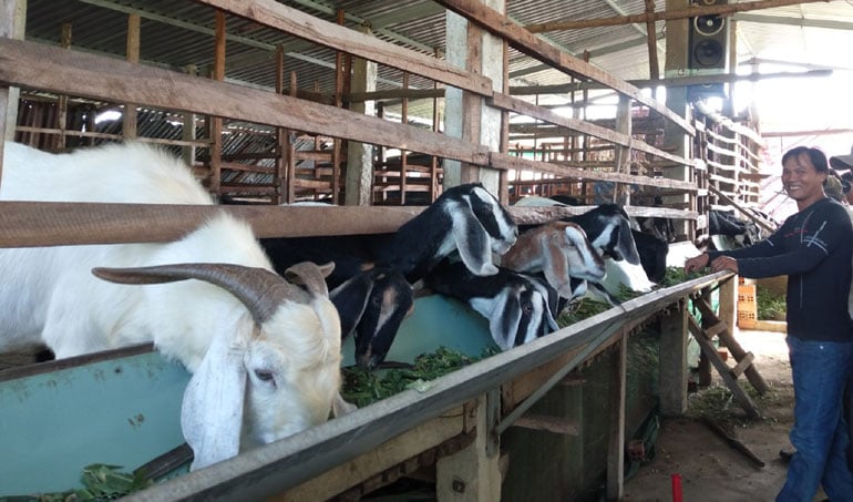 Nuôi con đặc sản tai dài lúc lỉu, gặp thời tăng giá, nhà nào ở Phú Yên nuôi nhà đó khá giả - Ảnh 1.