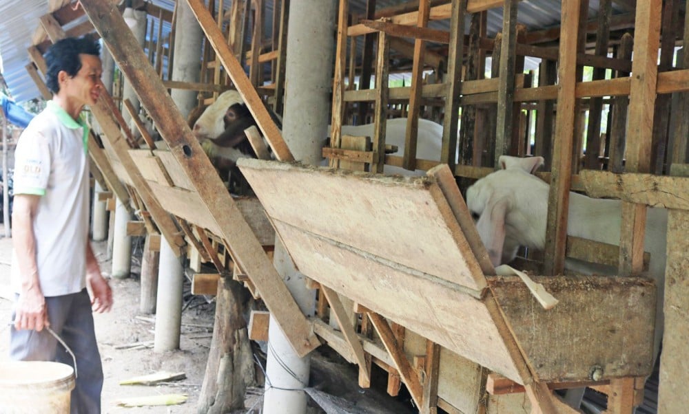 Giá dê thịt, dê giống tăng thêm bao nhiêu mà có nhà ở vùng này tiếc hùi hịu vì bỏ nghề do Covid? - Ảnh 1.