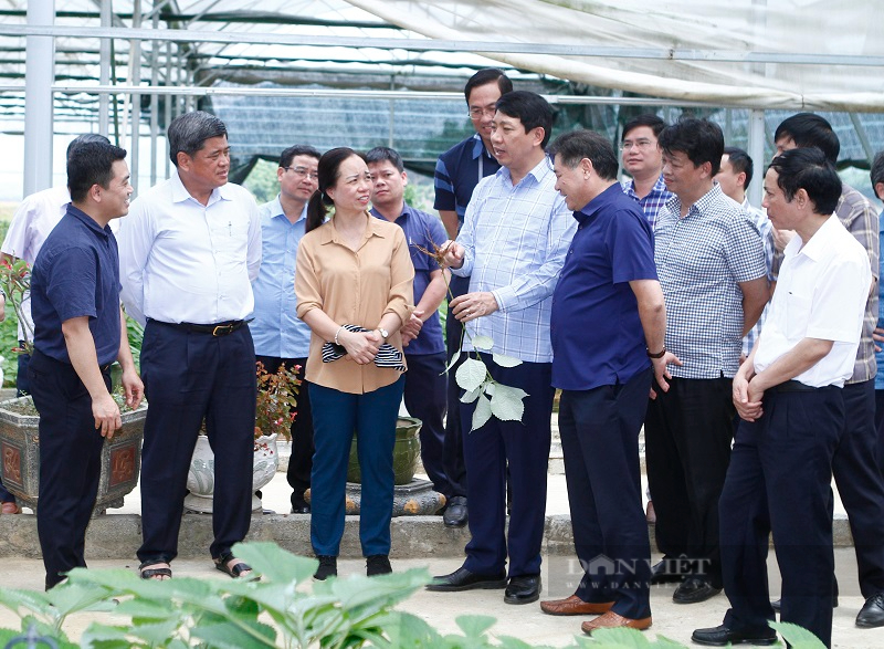 Hội thảo phát triển sản xuất cây gai xanh làm nguyên liệu chế biến sợi phục vụ ngành dệt may - Ảnh 1.