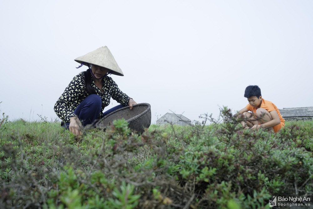 Nghệ An: Loại rau dại &quot;cứu đói&quot; xưa chỉ nhà nghèo mới ăn nay thành đặc sản, chẳng trồng chẳng chăm mà mọc tươi tốt - Ảnh 2.