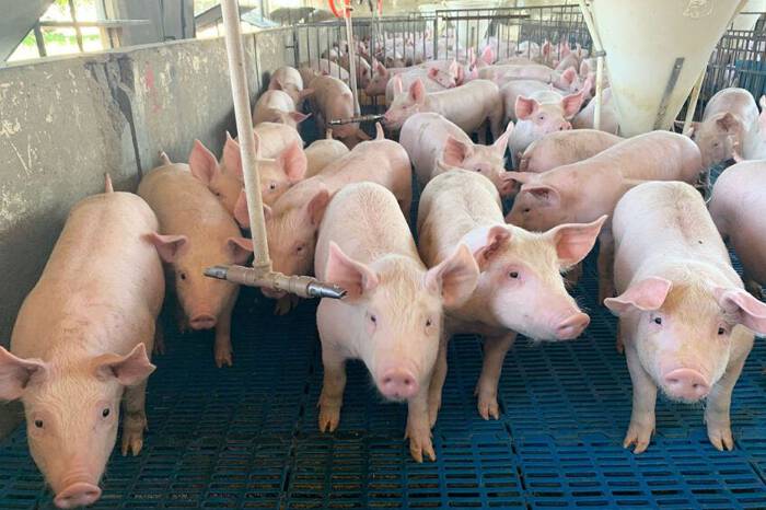Vụ ngô thứ 2 của Brazil gặp khó, ngành chăn nuôi Việt Nam lại "lo sốt vó" - Ảnh 1. Vụ ngô thứ 2 của Brazil gặp khó, ngành chăn nuôi Việt Nam lại "lo sốt vó" - Ảnh 1.
