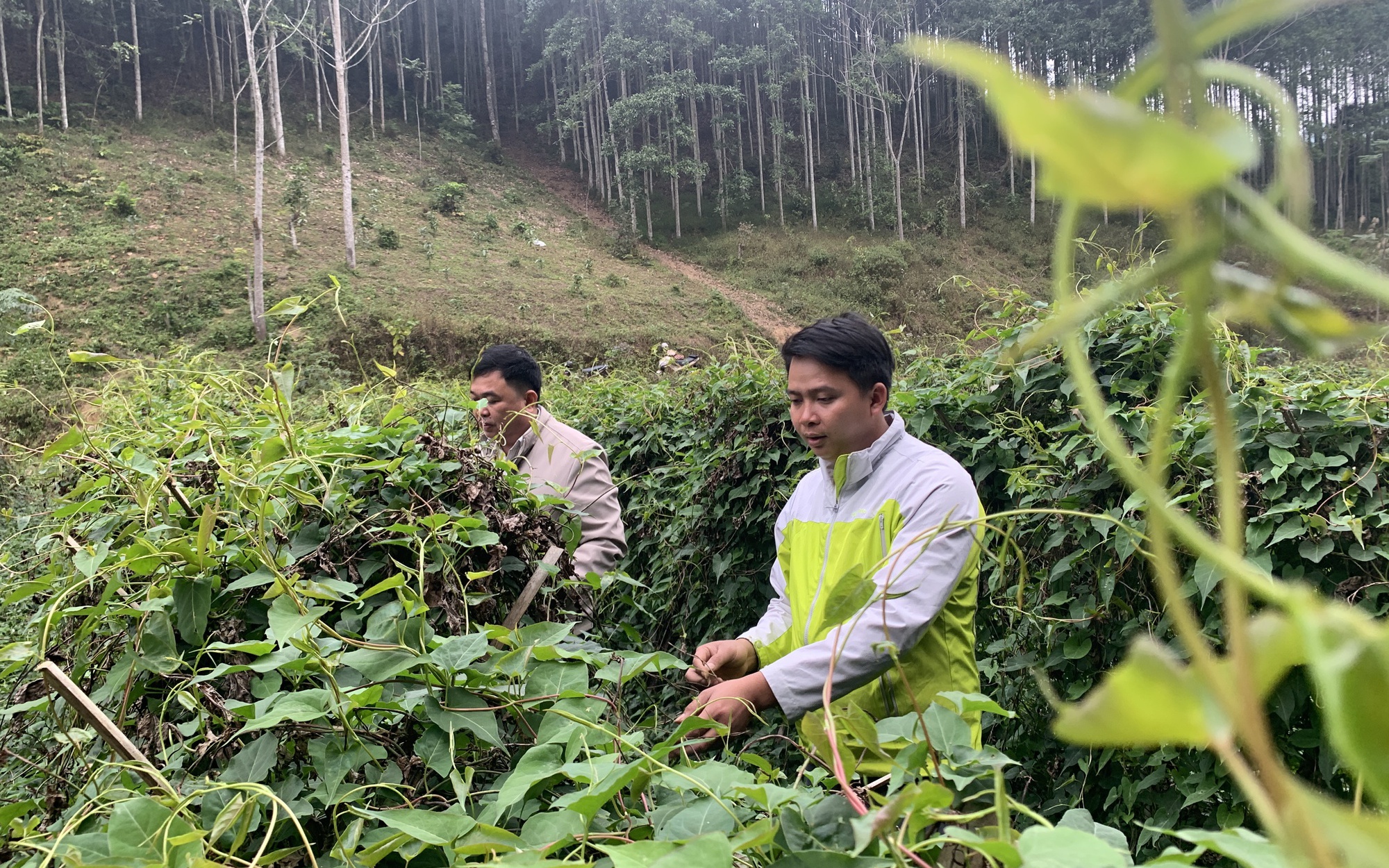 Trồng hà thủ ô, trồng cây xạ đen, nông dân Bắc Cạn nắm tay nhau biến ruộng cằn thành "đất đẻ trứng vàng"