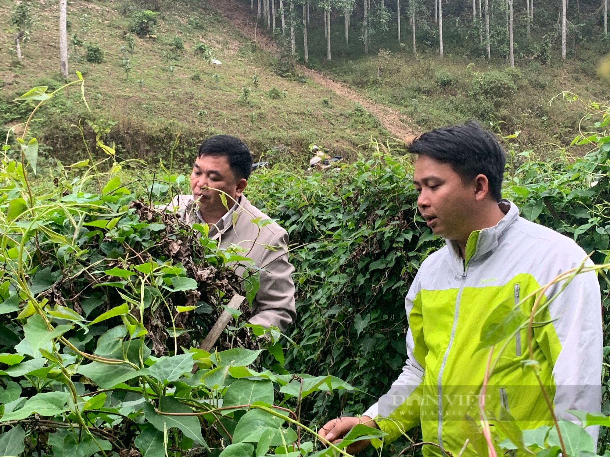 Bắc Kạn: Mạnh dạn vay vốn trồng cây dược liệu, nông dân biến ruộng cằn thành &quot;gà đẻ trứng vàng&quot; - Ảnh 2.