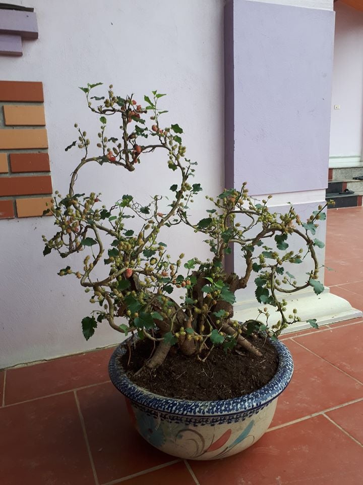Kỳ lại thú chơi bonsai dâu tằm chín đỏ đẹp hút mắt của đại gia - Ảnh 4.