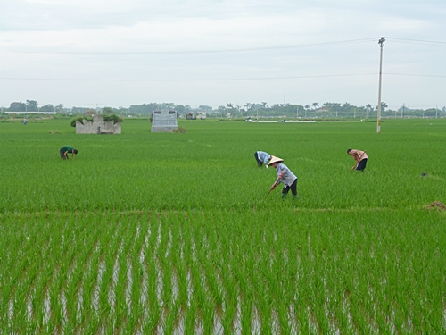 Chương Mỹ (Hà Nội) chủ động các biện pháp phòng trừ bệnh đạo ôn hại lúa Xuân - Ảnh 1.