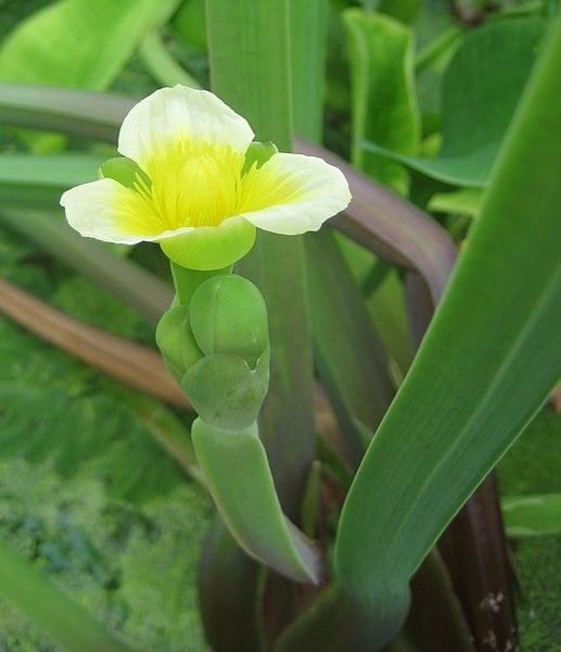 Cù nèo – Món rau miền sông nước - Ảnh 2.