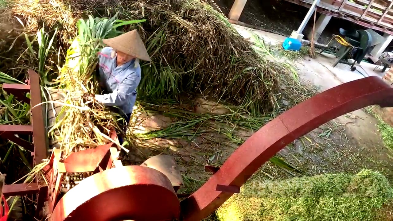 Giá thức ăn chăn nuôi tăng phi mã, nông dân phải “nhồi” cỏ nuôi bò - Ảnh 4.