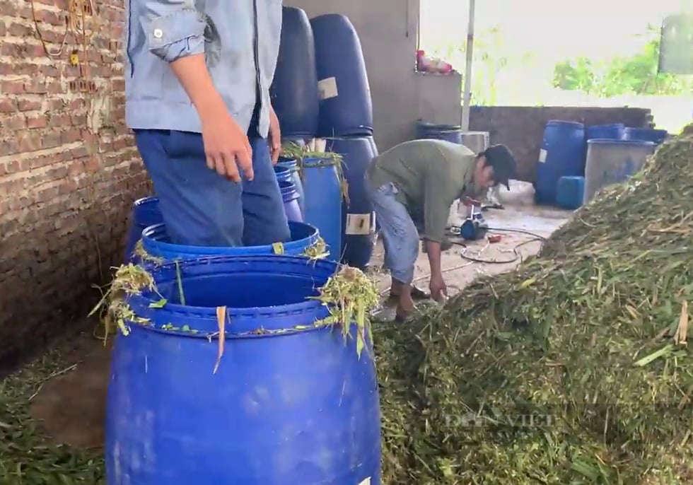 Giá thức ăn chăn nuôi tăng phi mã, nông dân phải “nhồi” cỏ nuôi bò - Ảnh 5.