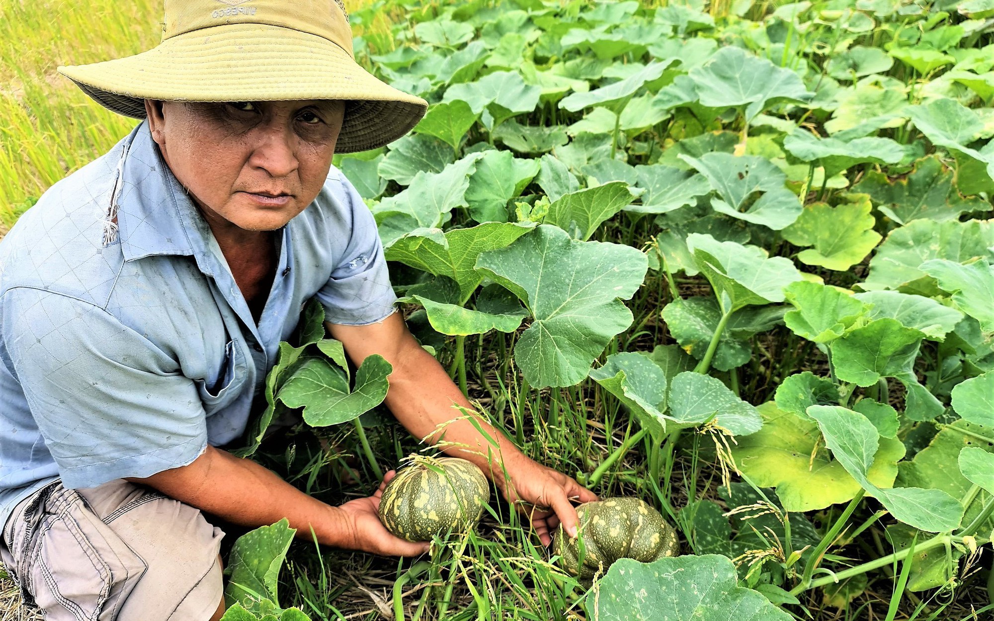 Trồng bí dưới ruộng lúa, trái ra quá trời, bất ngờ nông dân Cà Mau thu hàng trăm triệu