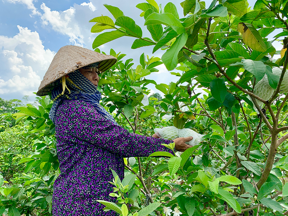 Vườn &quot;thập cẩm&quot; ở An Giang, dưới đào mương nuôi cá đồng, trên &quot;trồng lung tung&quot;, nông dân thu lợi &quot;kép&quot; - Ảnh 3.