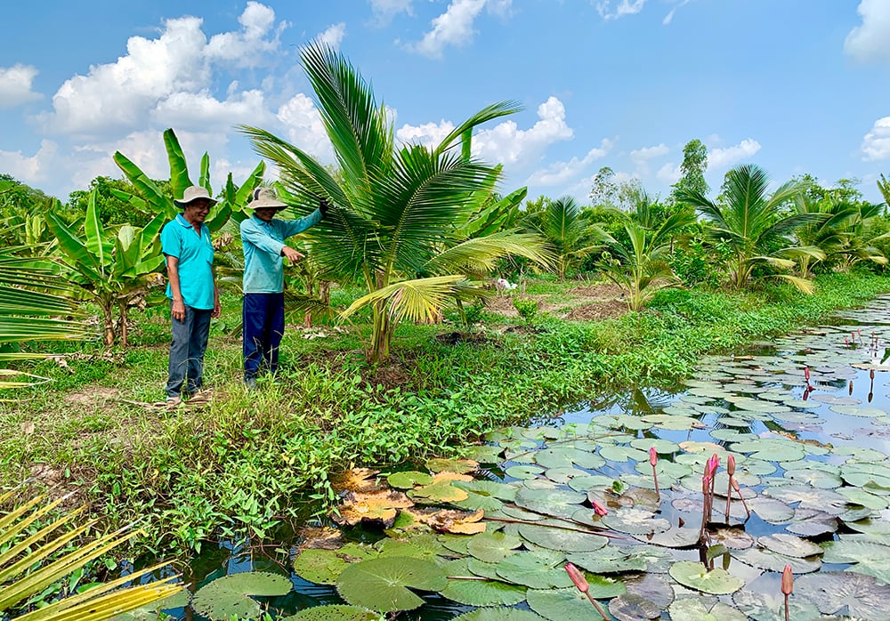 Vườn &quot;thập cẩm&quot; ở An Giang, dưới đào mương nuôi cá đồng, trên &quot;trồng lung tung&quot;, nông dân thu lợi &quot;kép&quot; - Ảnh 4.