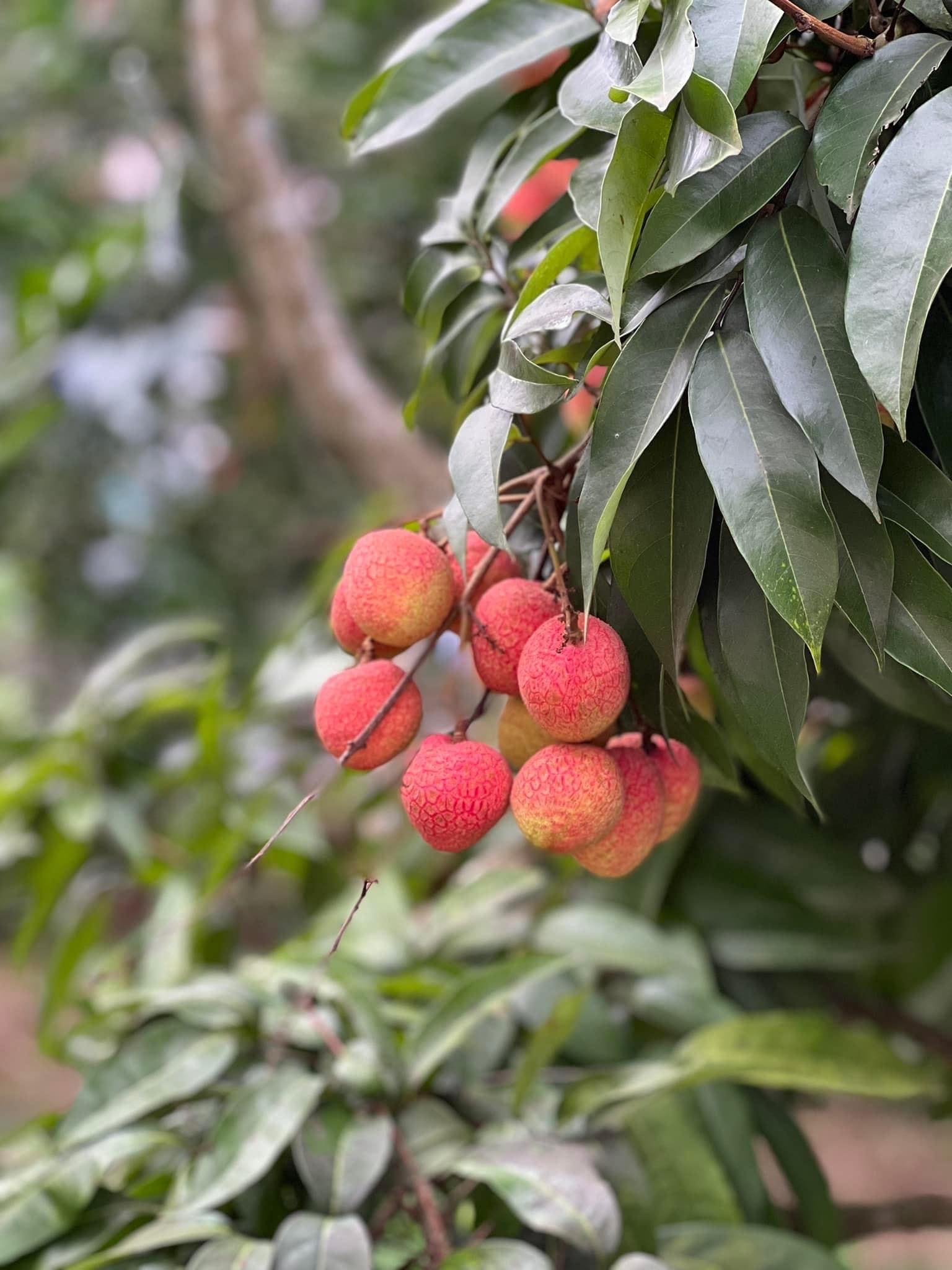 Kể chuyện làng: Những quả vải sâu đầu - Ảnh 1.