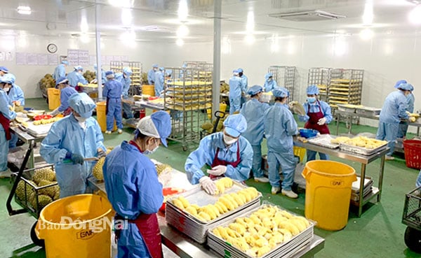 Trồng cây ra trái đặc sản này ở Đồng Nai, năm trúng giá lãi 1 tỷ/ha, 3 năm nay khó chồng khó mà vẫn lời - Ảnh 1.