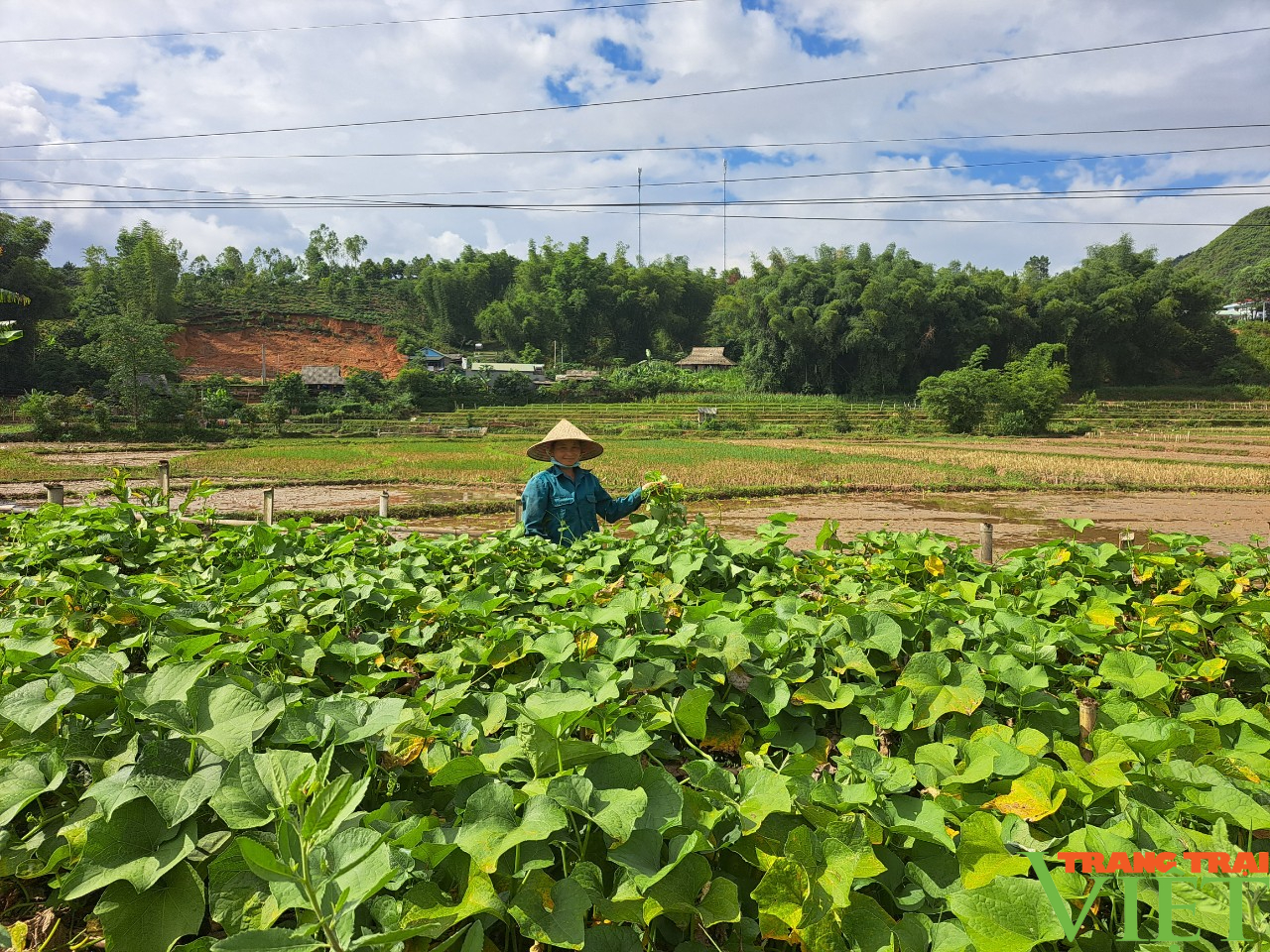Hua Nà nâng cao tiêu chí thu nhập trong nông thôn mới - Ảnh 2. Hua Nà nâng cao tiêu chí thu nhập trong nông thôn mới - Ảnh 2.