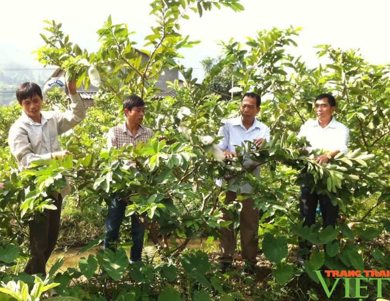 Hua Nà nâng cao tiêu chí thu nhập trong nông thôn mới - Ảnh 4. Hua Nà nâng cao tiêu chí thu nhập trong nông thôn mới - Ảnh 4.