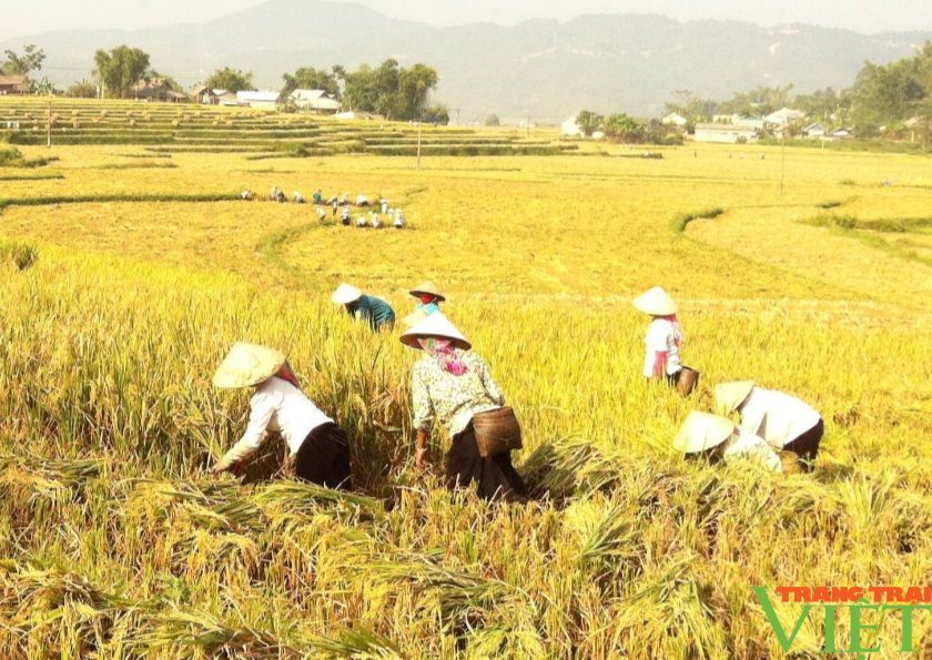 Hua Nà nâng cao tiêu chí thu nhập trong nông thôn mới - Ảnh 3. Hua Nà nâng cao tiêu chí thu nhập trong nông thôn mới - Ảnh 3.