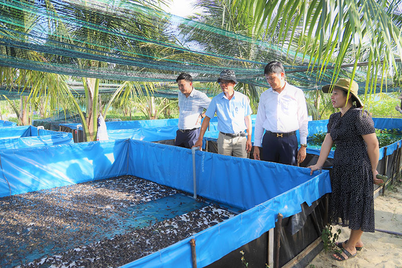Nuôi ếch Thái Lan dày đặc trong bể trên cạn ở Quảng Bình, thò tay xuống là bắt được cả đống - Ảnh 1.