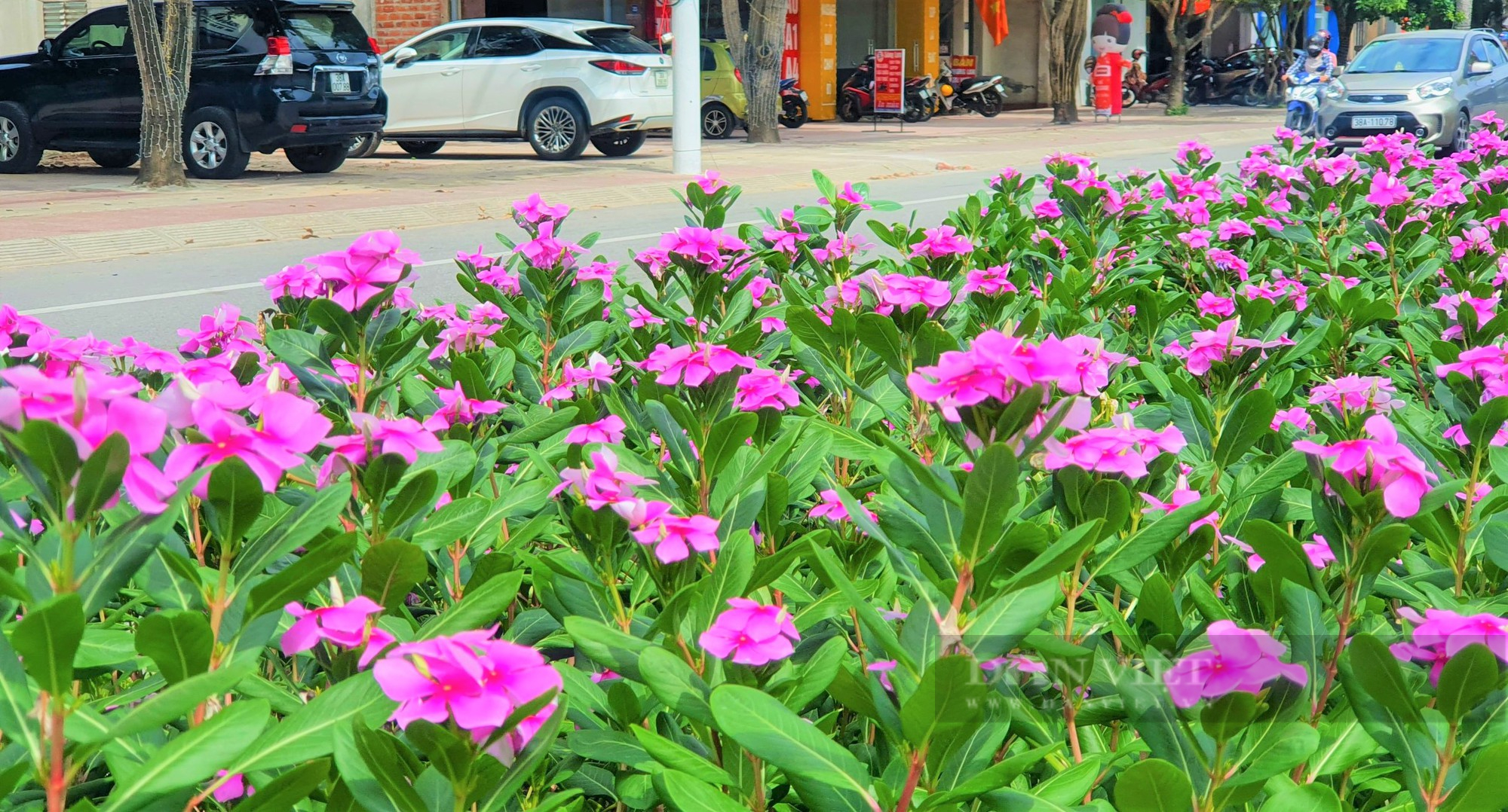 Rực rỡ cờ đỏ, băng rôn kỷ niệm 65 năm ngày Bác Hồ về thăm Hà Tĩnh và 15 năm thanh lập TP.Hà Tĩnh - Ảnh 9.