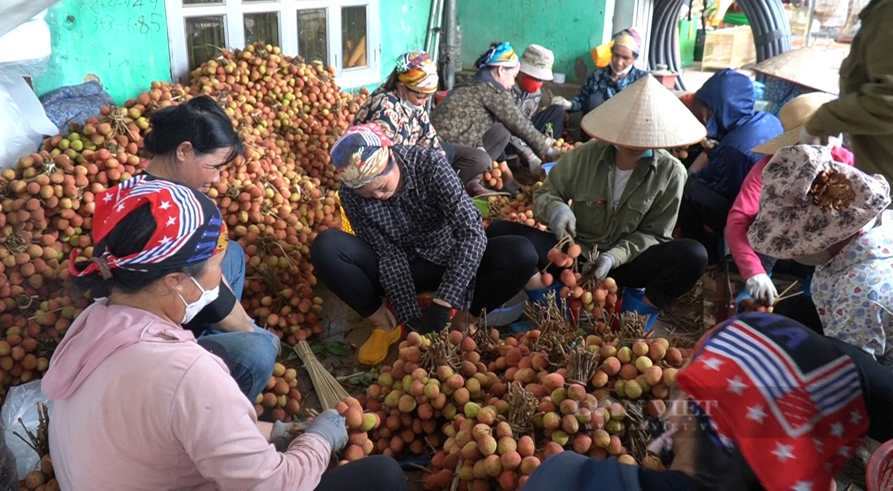 Vải thiều Bắc Giang mất 4-5 ngày &quot;vượt ải&quot; kiểm dịch khắt khe để sang thị trường Trung Quốc - Ảnh 1.