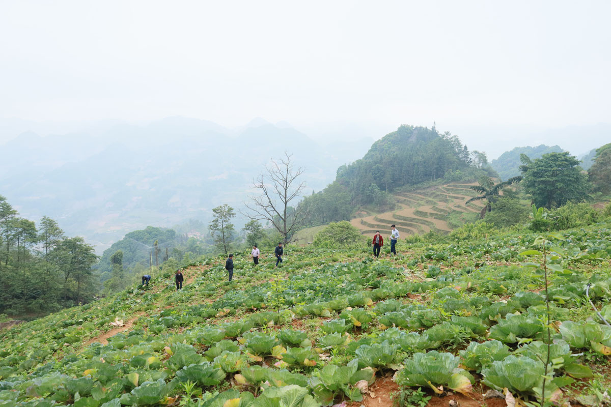 Lào Cai: Thương lái Hà Nội đánh xe lên tận xã vùng cao mua bắp cải trái vụ, trả giá cao  - Ảnh 1.