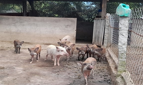 Nuôi heo rừng trong vườn cây ăn trái, anh nông dân Hậu Giang bán giá cao người ta cũng tranh nhau mua - Ảnh 1.